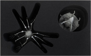 Feldherr foam tray set for KDM Wave 2: Spidicules, Sunstalker and three small minis